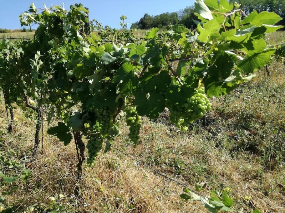 Willa Oasi Di Mastarone - Il Vino E Le Rose Momperone Zewnętrze zdjęcie
